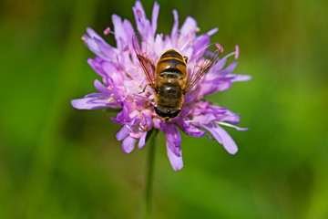 Schwebfliege