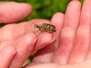 Beetle rhagium inquisitor