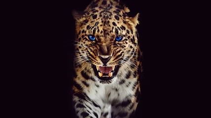 Selbstklebende Fototapeten Leopard knurrt, isoliertes Porträt auf schwarzem Hintergrund © Savory