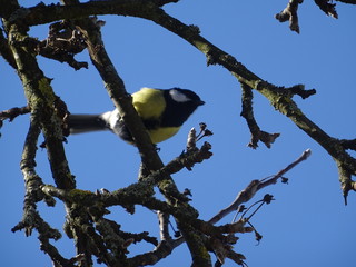 Blaumeise im Baum