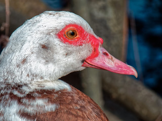 Sick duck. Close up.