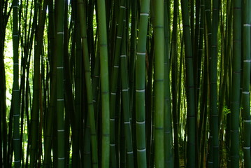 Forêt de bambous verts