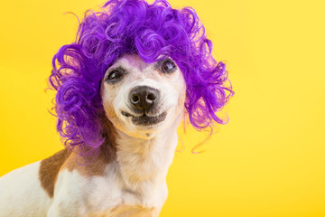 Confused dog face. weird funny smile. Curly lilac wig yellow background