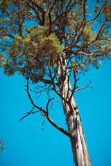Minimal Low Angle Desert Juniper Tree with Cyan Background