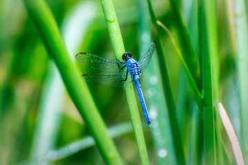 Resting dragonfly on a branch.