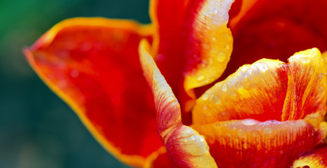 Red tulip closeup isolated on green background.