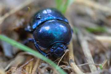 Makroaufnahme blau schillernder Waldmistkäfer