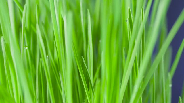 Closeup of a rotating fresh new bunch of green grass on a blue background.