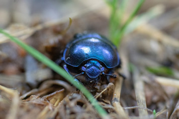 Makroaufnahme blau schillernder Waldmistkäfer