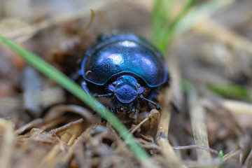 Makroaufnahme blau schillernder Waldmistkäfer
