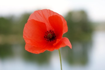 lonely poppy over the blue lake