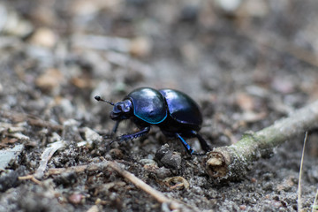 Makroaufnahme blau schillernder Waldmistkäfer