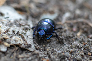Makroaufnahme blau schillernder Waldmistkäfer