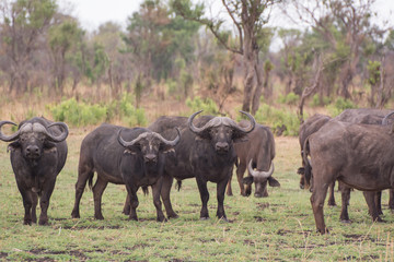 Fototapeta na wymiar Kaffernbüffel in der Savanne vom in Simbabwe, Südafrika