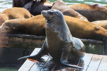 Sealion on the dock