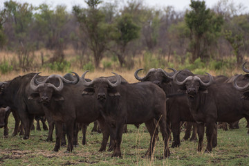 Fototapeta premium Kaffernbüffel in der Savanne vom in Simbabwe, Südafrika
