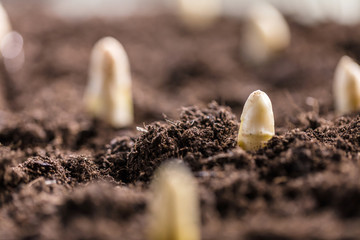 Weisser spargel wächst aus der erde