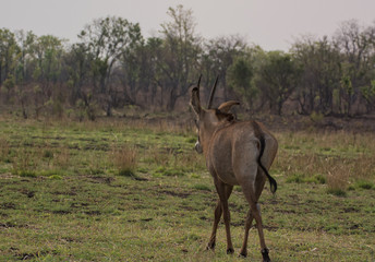 Wasserböcke in der Savanne vom in Simbabwe, Südafrika