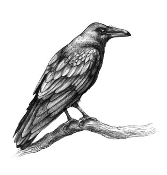 raven crow Pencil drawing of raven isolated on white background Stock  Photo  Crows drawing Bird drawings Raven pictures
