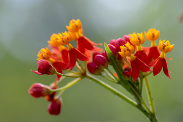 Asclepias curassavica tropical beautiful flowers in bloom, red orange yellow flowering plant