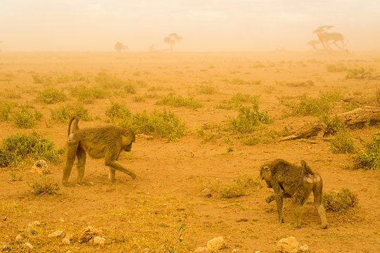 Zwei Affen im Sandsturm der Savanne im Amboseli Nationalpark Kenia