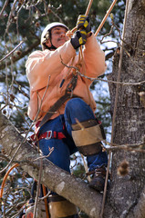 Arborist Tree Surgeon