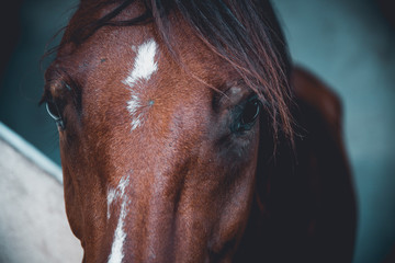 horse's eye in the barn