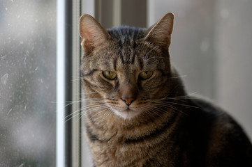 Domestic marble cat portrait, eye contact, cute kitty face, curious
