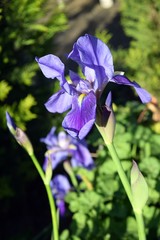  Iris purple flower on a natural background.Icmeler.Marmaris.Turkey