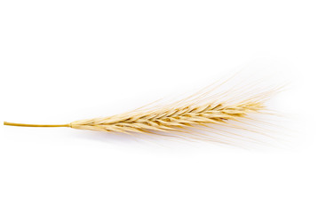 Harvested grain, rye isolated on white background