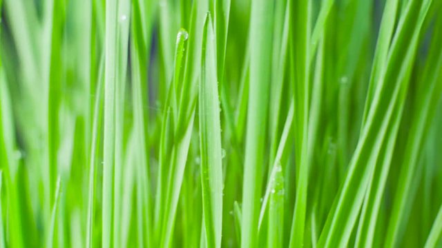 Closeup of a rotating fresh new bunch of green grass on a blue background.