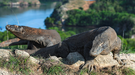 Komodo dragon.  Scientific name: Varanus Komodoensis. Indonesia. Rinca Island.
