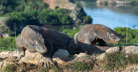 Komodo dragon.  Scientific name: Varanus Komodoensis. Indonesia. Rinca Island.