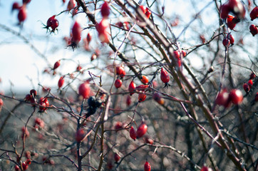  red rose hips 