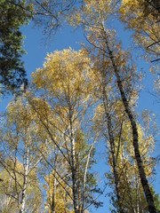 trees in autumn