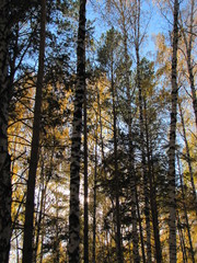 Fototapeta premium trees in autumn