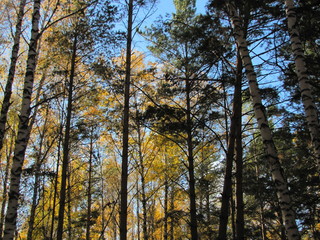 Fototapeta premium trees in autumn