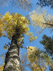 Fototapeta premium trees in autumn