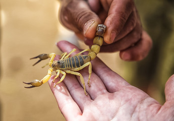 Scorpio in hand, Poisonous arthropod.