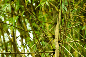 Fototapeta premium Green Bamboo Panoramiza Background