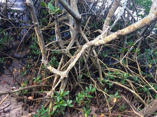 Florida mangroves 