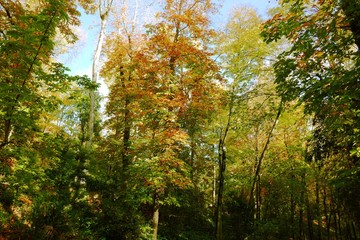 Landschaft - Wald / Park