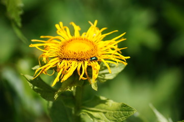 dandelion on green background