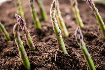 Grüner spargel wächst aus der erde