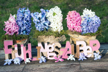 Schriftzug Frühlingszauber mit Hyazinthen im Garten rustikal auf altem Holzbrett
