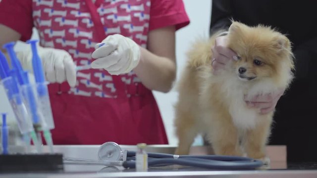 Hands of unrecognizable nurse in colorful medical gown picks up the medicine in the syringe for vaccination small fluffy dog pomeranian spitz. Female owner caressing her pet, calming him