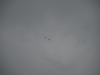 flock of birds flying in the sky