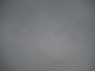 flock of birds flying in the sky