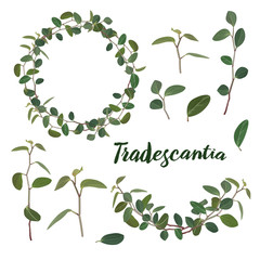 Twigs and leaves of the tradiscation in a wreath and a garland on a white background