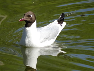 Black-headed gull